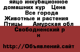 яйцо инкубационное домашних кур › Цена ­ 25 - Все города Животные и растения » Птицы   . Амурская обл.,Свободненский р-н